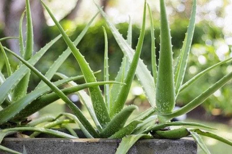 Plantă medicinală eficientă în tratarea unor boli, dar și pentru menținerea tinereții
