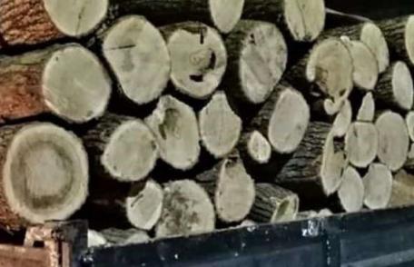 Material lemnos fără documente legale confiscat la Mihăileni