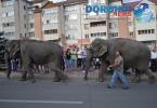 Parada cu elefanti - Circul Gartner - Dorohoi_02