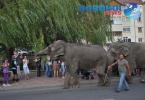 Parada cu elefanti - Circul Gartner - Dorohoi_03