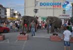 Parada cu elefanti - Circul Gartner - Dorohoi_05