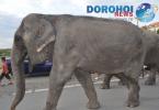 Parada cu elefanti - Circul Gartner - Dorohoi_07