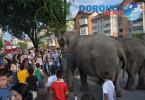 Parada cu elefanti - Circul Gartner - Dorohoi_12