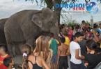 Parada cu elefanti - Circul Gartner - Dorohoi_16