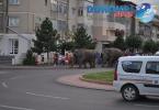 Parada cu elefanti - Circul Gartner - Dorohoi_18