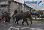 Parada cu elefanti - Circul Gartner - Dorohoi_19