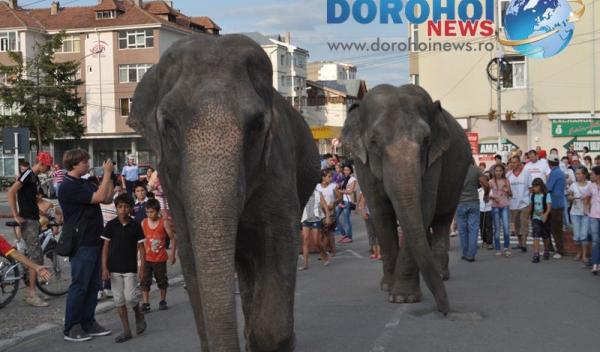 Parada cu elefanti - Circul Gartner - Dorohoi_06