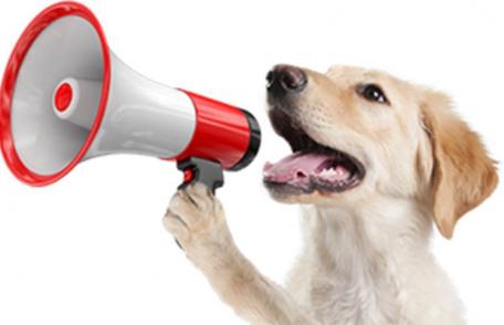 Primăria Dorohoi anunță derularea unei campanii de sterilizare gratuită pentru câini