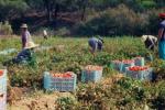 locuri de muncă sezoniere în agricultură