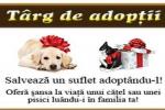 Targ de adoptii