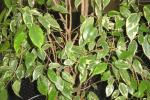 Ficus-Benjamina