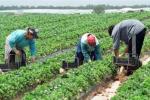 locuri-de-munca-sezoniere-in-agricultura