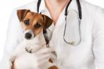 Spay-and-neuter-myths