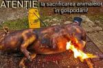 Atentie sacrificare