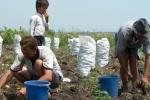 producatori-agricoli-ajutorul-social