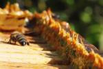 Propolis