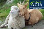 APIA - ovine - caprine