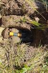 Explozie controlată în poligonul militar Copălău pentru distrugerea unor elemente de muniție