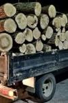 Bărbați amendați de polițiștii dorohoieni pentru transport ilegat de lemne 