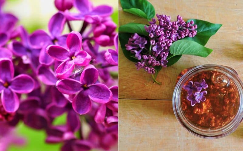 Remedii externe pe bază de flori de liliac