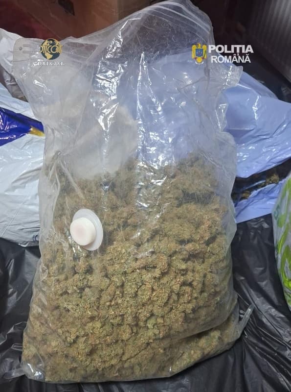 Flagrant în Botoșani: 2,8 kilograme de canabis ridicate dintr-un colet venit din Spania