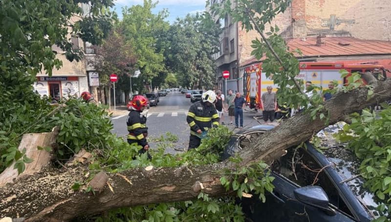 Un inginer silvic de 46 de ani a murit lovit de o creangă, în timp ce curăţa un copac, în Botoşani
