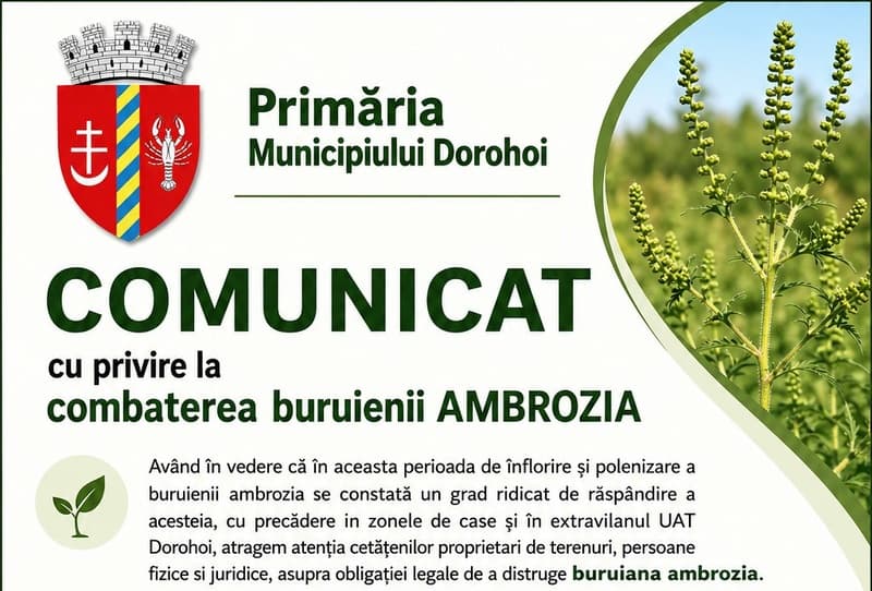 Primăria Municipiului Dorohoi: Comunicat cu privire la combaterea buruienii AMBROZIA