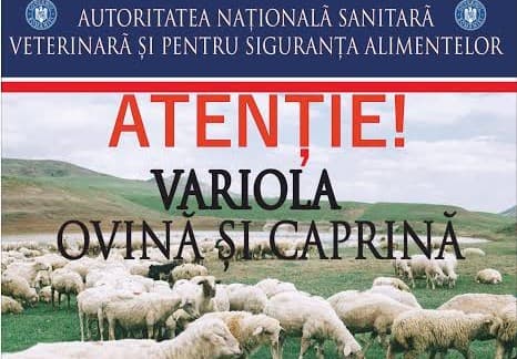 Autorităţile sanitar-veterinare, în alertă după apariţia unui focar de variolă ovină
