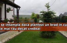 Ce se întâmplă dacă plantezi un brad în curte? Este mai rău decât credeai