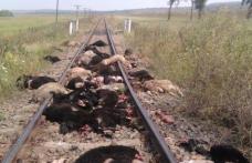 Imagini șocante: Trenul Iaşi-Dorohoi a deraiat, după ce a intrat în plin într-o turmă de oi