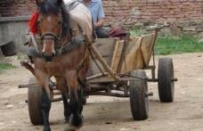 Băutura, bat-o vina! Carutaș rănit, după ce a căzut din atelaj