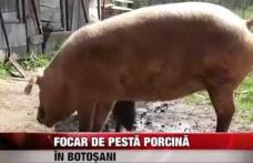 Autoritățile județene fac un nou apel către botoşăneni privind Pesta Porcină Africană