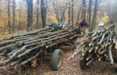 Material lemnos fără documente confiscat la Horlăceni