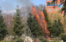 Incendiu în Parcul Cholet din Dorohoi! Mai mulți copaci au luat foc - FOTO