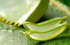 Beneficiile plantei aloe vera: bună de pus pe rană