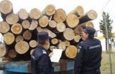 Amendă de 3.000 de lei şi material lemnos confiscat, pentru nereguli la regimul silvic