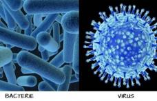 Diferențele dintre viruși și bacterii