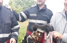 Pisică salvată de pompierii din Dorohoi după ce a căzut într-o fântână adâncă de 13 metri – FOTO