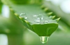 Aloe Vera, planta care distruge bacteriile, virușii și ciupercile