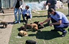 Zece căței abandonați salvați de Polițiștii din cadrul Biroului de Protecție a Animalelor - FOTO