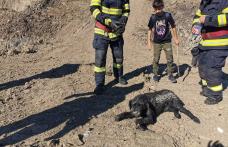 Câine blocat în mâl salvat de pompierii din Dorohoi - FOTO