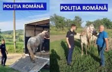 Un cal bătut cu cruzime de stăpân a fost salvat de polițiști