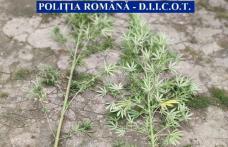 Botoșănean arestat preventiv pentru trafic de droguri de risc. Cultiva cannabis în grădina locuinței- FOTO