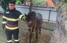 Cal salvat de pompieri după ce a căzut într-un beci de aproximativ trei metri