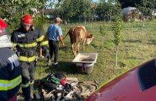 Rămasă captivă într-un cămin de apă din beton, o bovină a fost salvată de pompierii botoșăneni - FOTO