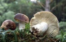 Cinci copii au ajuns la spital după ce au mâncat ciuperci otrăvitoare culese din pădure, în Botoşani