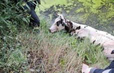 Vacă salvată de pompieri după ce a căzut într-un râu