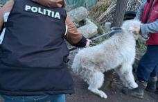 Deținătorii și proprietarii de câini periculoși sau agresivi, verificați de polițiști