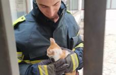 Pisoi buclucaș salvat de pompieri după ce a rămas blocat pe acoperișul unui bloc