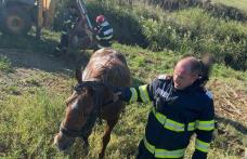 Cal căzut în râul Jijia, salvat de pompieri